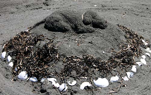 Sand Sculpture