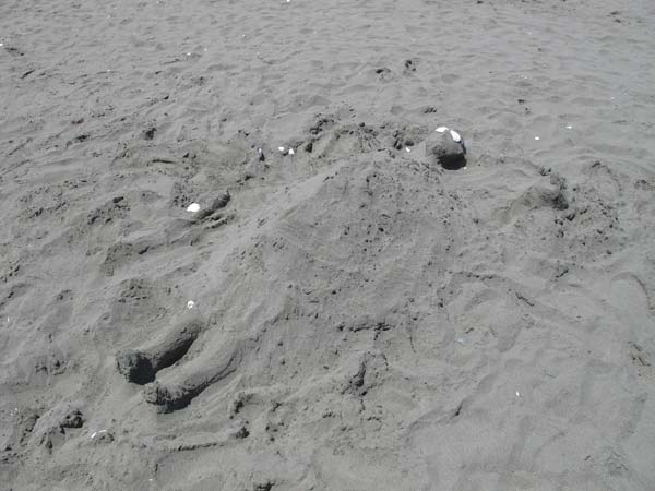 Sand Sculpture Festival
